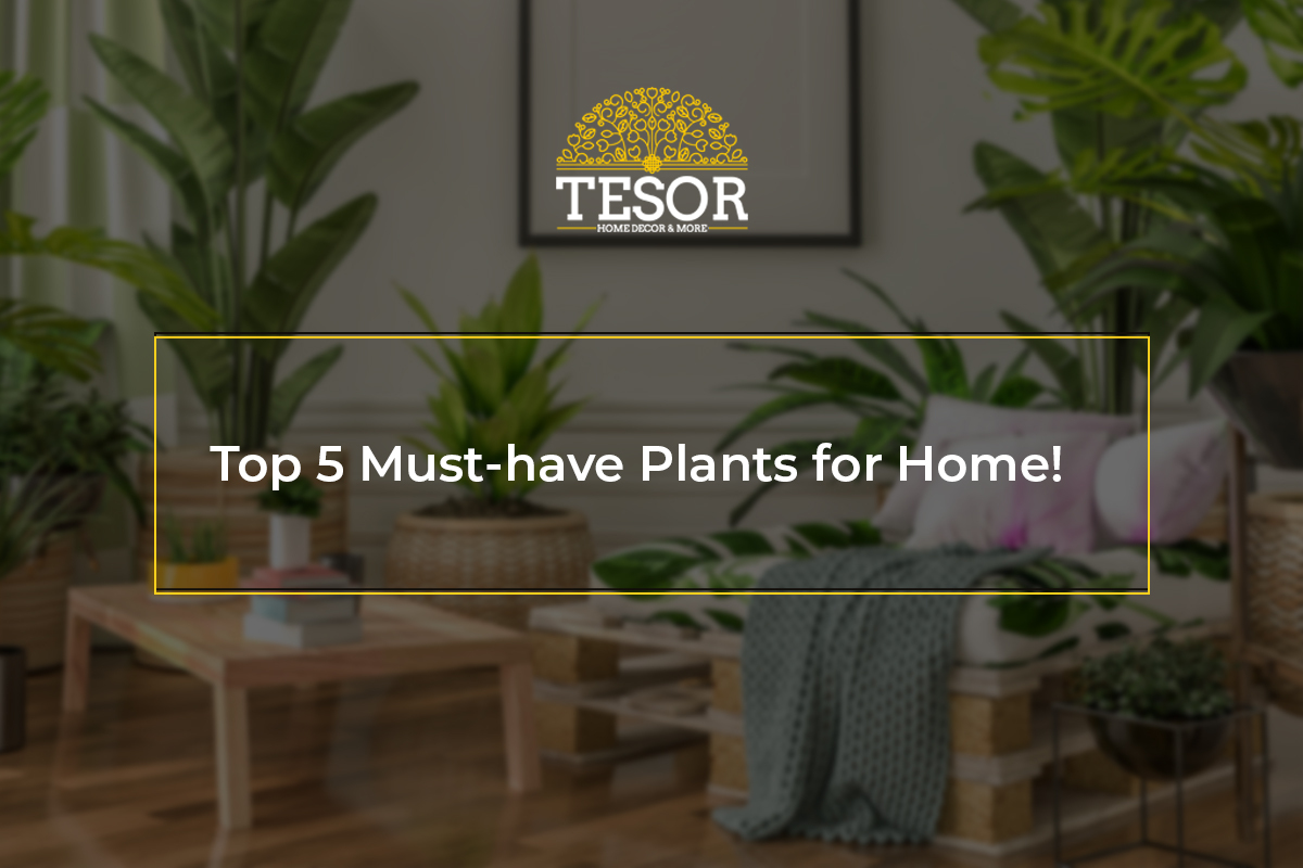 Remove term: Must-have Plants for Home Must-have Plants for Home